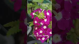 盆栽1000种植物｜240 美女樱（紫带眼） 园艺 花园 [upl. by Gnohc]