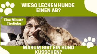 Warum lecken Hunde einen ab 🐶🤪 Bedeutung [upl. by Ramonda]