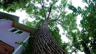 Backyard walnut tight spot beside the house [upl. by Aldric]