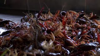 Crawfish Season 2021 [upl. by Ram]