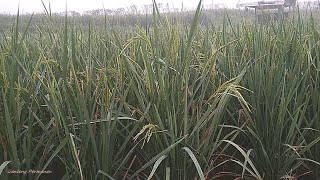 Milky Stage to Mature Stage Ripening Phase of Cakrabuana 04 Rice Strain 60 Days After Transplanted [upl. by Kissiah]