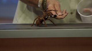 Meet the World’s Largest Tarantula [upl. by Gaige]