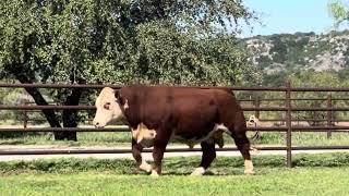 Lot 76X  Rafter J  South TX Hereford Fall Sale ‘24 [upl. by Zack901]