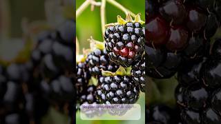 Blackberry  Natural Elixir For Your Skin eating facts health food fruit berry blackberry [upl. by Zucker]