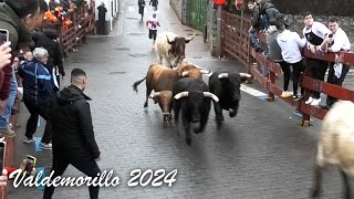 Valdemorillo 2024 Encierro y Capea con Toros Bravos [upl. by Goodhen]