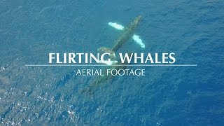 Flirting Whales in Las Galeras  Mavic Pro [upl. by Fagen]