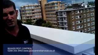 Beaver Pest Control London Pigeons  Bird Free Gel Pest Control London [upl. by Nedap123]