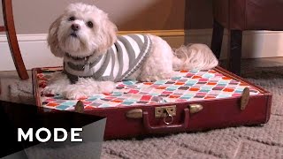 DIY Dog Bed  Glam It Yourself [upl. by Perreault]