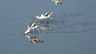 Avocets feeding 8 25 24 San Joaquin [upl. by Ennayrb357]