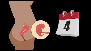 Embryologie 🤰  La 4 ère semaine du développement embryonnaire ♡ Résumé simple [upl. by Ailimaj]