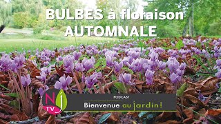 TOUT SAVOIR SUR LES FLEURS À BULBES D’AUTOMNE  COLCHIQUE SAFRAN CROCUS JAUNE CYCLAMEN DE NAPLES… [upl. by Nyledaj]