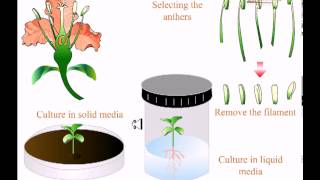 Various types of tissue culture [upl. by Aznofla329]