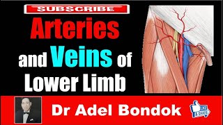 Arteries and Veins of the Lower Limb Dr Adel Bondok [upl. by Tallou]