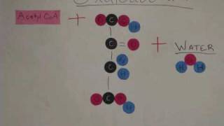 Glycolysis and Krebs Cycle Animation [upl. by Clo]