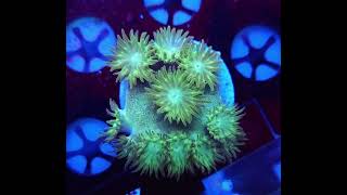 turbinaria meerwasseraquaristik aquarium coral reeftank [upl. by Delia]