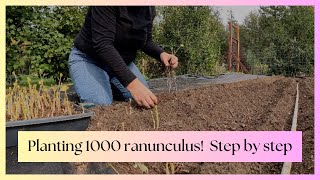 Planting 1000 Ranunculus Corms 🌸 StepbyStep Guide amp Tips for PNW Gardeners  Zone 8b [upl. by Delwyn]