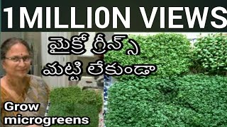 మట్టి లేకుండా మైక్రో గ్రీన్స్ Growing Microgreens without soil [upl. by Elie]