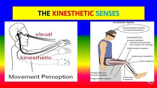 KINESTHETIC SENSES  Applied psychology for Nursing [upl. by Hau778]