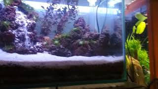 Air terjunundergravel filter aquascape menggunakan 1 pompa powerhead [upl. by Cosmo230]