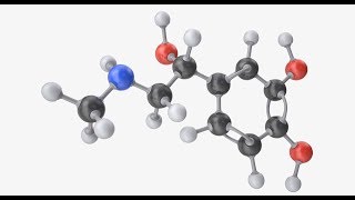 Epinephrine Adrenaline  Blood Pressure Gastrointestinal Relaxation Heart Lung Brain Asthma [upl. by Nodarse]