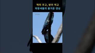 행복한 파랑새 커플ㅣOriental Dollarbirddancing [upl. by Ahsitul649]