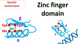 Zinc finger motif [upl. by Shem]