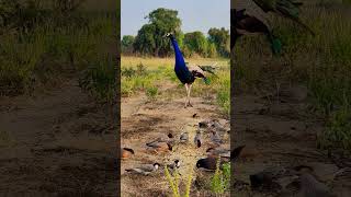 Beautiful peacock birds peacocking wildlife peacocks peacok peacockdance [upl. by Aivata]