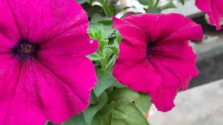 Winter Season Petunias Flowers Plants water soil sunlight 🪴🌱🌼🌸 PetuniasFlowersPlants [upl. by Christine947]