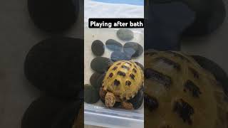 Trunky the Horsefield Tortoise playing after bath 🛁 shorts pets happy animals funny [upl. by Aihseit722]