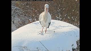 Ein Storch im Tiefschnee [upl. by Hagood419]