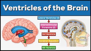 Ventricles of the Brain Anatomy and Cerebrospinal Fluid CSF Circulation [upl. by Anirbed]