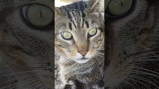 Carla Lazzari  Bim Bam Toi 😻 bimbamboum gatos frenchsong iloveyou eurovisionjunior song [upl. by Chloras]