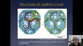 Molecular Cell Biology Lecture 18 Part A Vesicle Trafficking [upl. by Tahpos997]