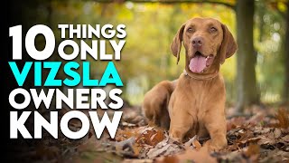 10 Things Only Vizsla Dog Owners Understand [upl. by Gisser]