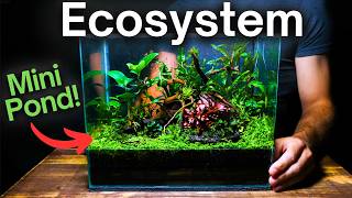 Creating an Ecosystem With a Mini Pond Inside [upl. by Oileve959]