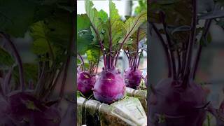 Growing Purple Kohlrabi on the Terrace is big and beautiful very easy for beginners grow shorts [upl. by Atworth]