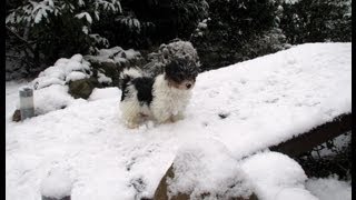 BiewerYorkshireTerrier spielt mit Schneeflocken [upl. by Ahsened]