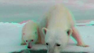 3D Cute Animals  Polar Bears Ursus maritimus  Mum amp Baby Polar Bear In 3D Anaglyph [upl. by Andras]