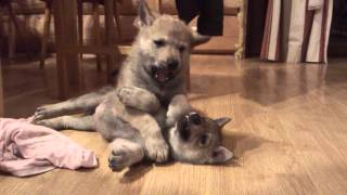 Puppies of czechoslovakian wolfdog are playing  Šteniatka československého vlčiaka sa hrajú [upl. by Iz]