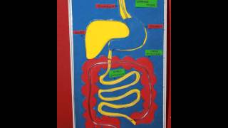 HUMAN DIGESTIVE SYSTEM WORKING MODEL [upl. by Aicatan598]