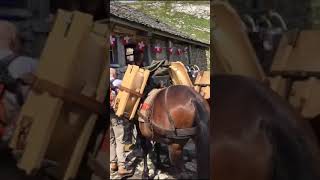 LA PLACE DU VILLAGETRANSPORT DE MEULES DE GRUYÈRE D’ALPAGE AVEC LE MULET ET TYROLIENNE [upl. by Farver]