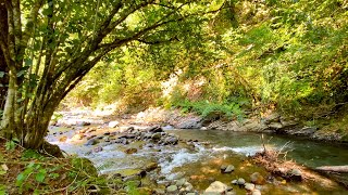 Sounds of Mountain Rivers and Forest Birds Singing 12 Hours Of Deep Sleep [upl. by Acinonrev587]