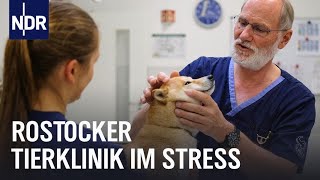 Tierklinik Rostock Dauereinsatz für Vierbeiner  Die Nordreportage  NDR Doku [upl. by Tabib163]