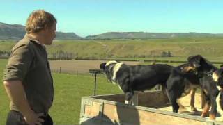 Just Shorn New Zealand Wool Sheep dogs [upl. by Yelak290]