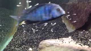 African cichlid fish releasing fry from mouth [upl. by Cathy]