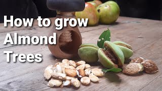 How to grow Almond Trees  in the UK [upl. by Sema447]