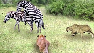 Lions Suddenly Attack Mating Zebra And The Savage Counterattack Of The Couple [upl. by Aihpos]