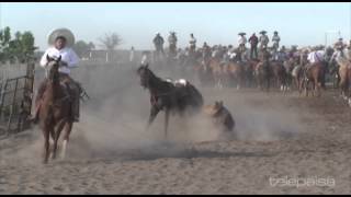 31  Lo Mejor de los Coleaderos  Fresnillo Zacatecas [upl. by Gschu841]