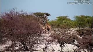 Angolan Giraffes  giraffa camelopardalis angolensis  browsing at Okaukuejo Waterhole [upl. by Rora679]