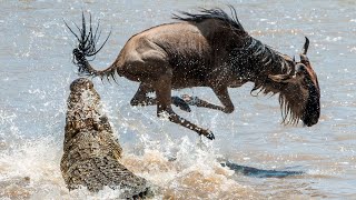 Discovering the Wild World of Wildebeest Behaviors Migration and Survival [upl. by Aislehc]